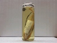 藏品(東方豹魴鮄 )的圖片